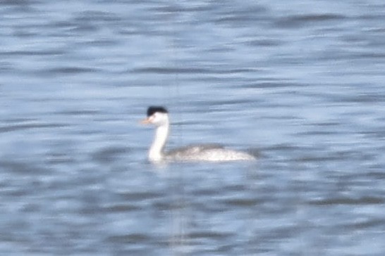 Clark's Grebe - Nathan Hood