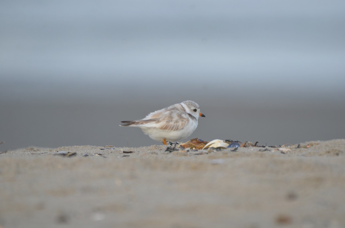 Piping Plover - ML621154368