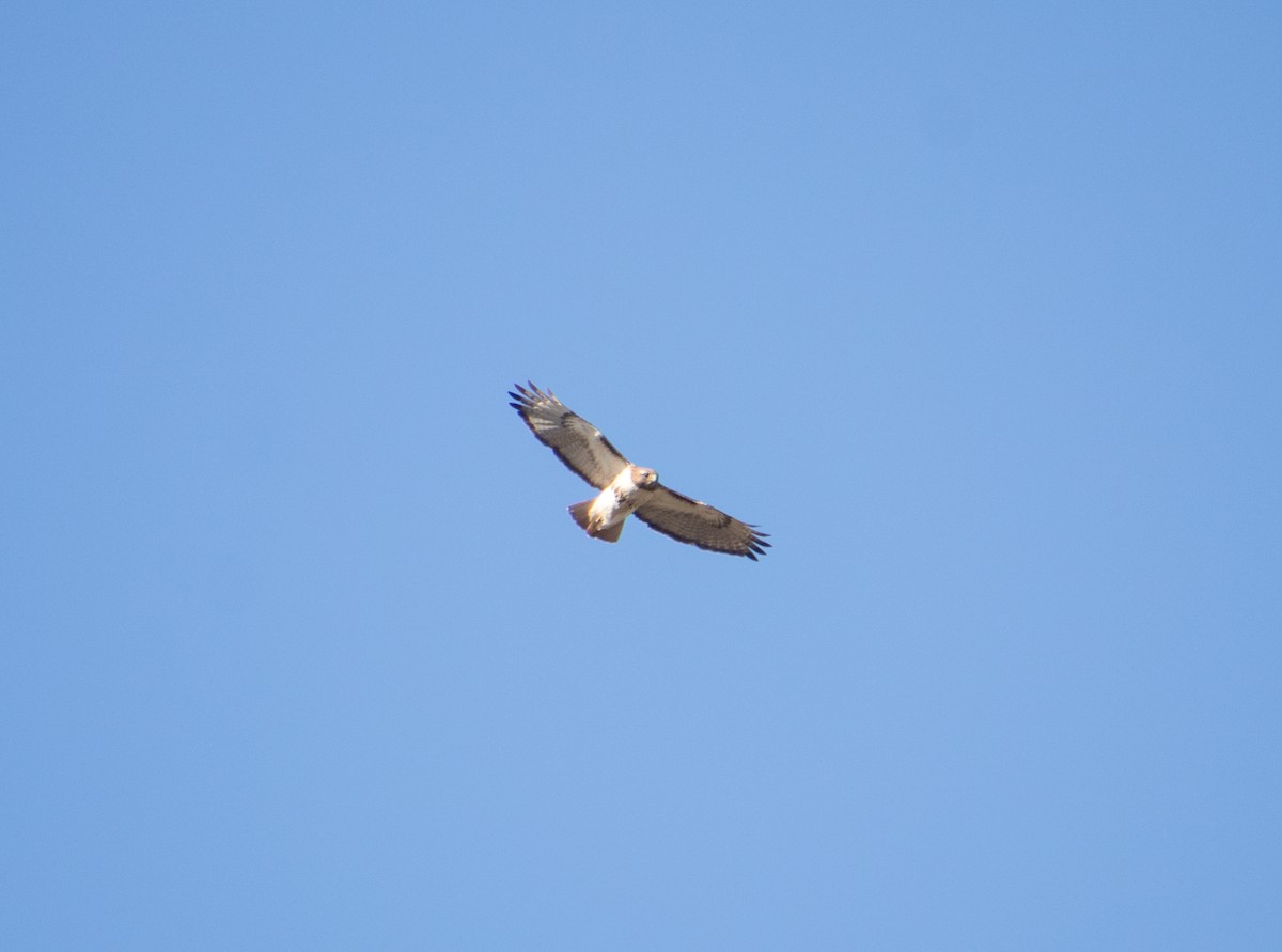 Red-tailed Hawk - ML621154371
