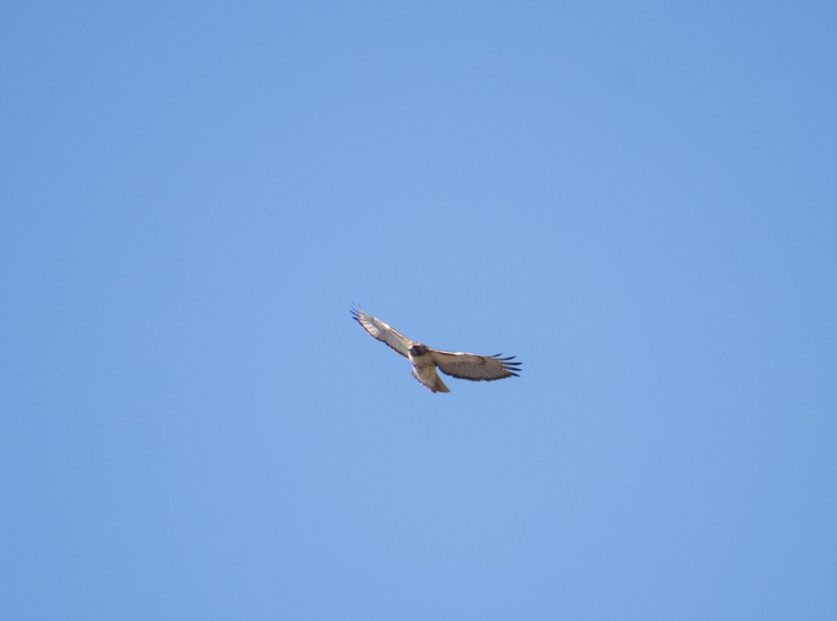 Red-tailed Hawk - ML621154372