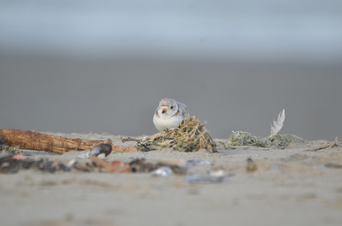 Piping Plover - ML621154389