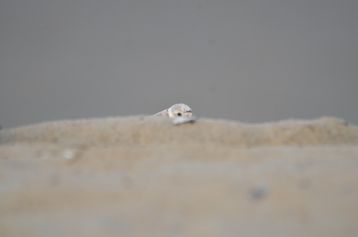 Piping Plover - ML621154390