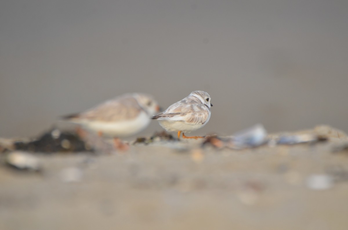 Piping Plover - ML621154391