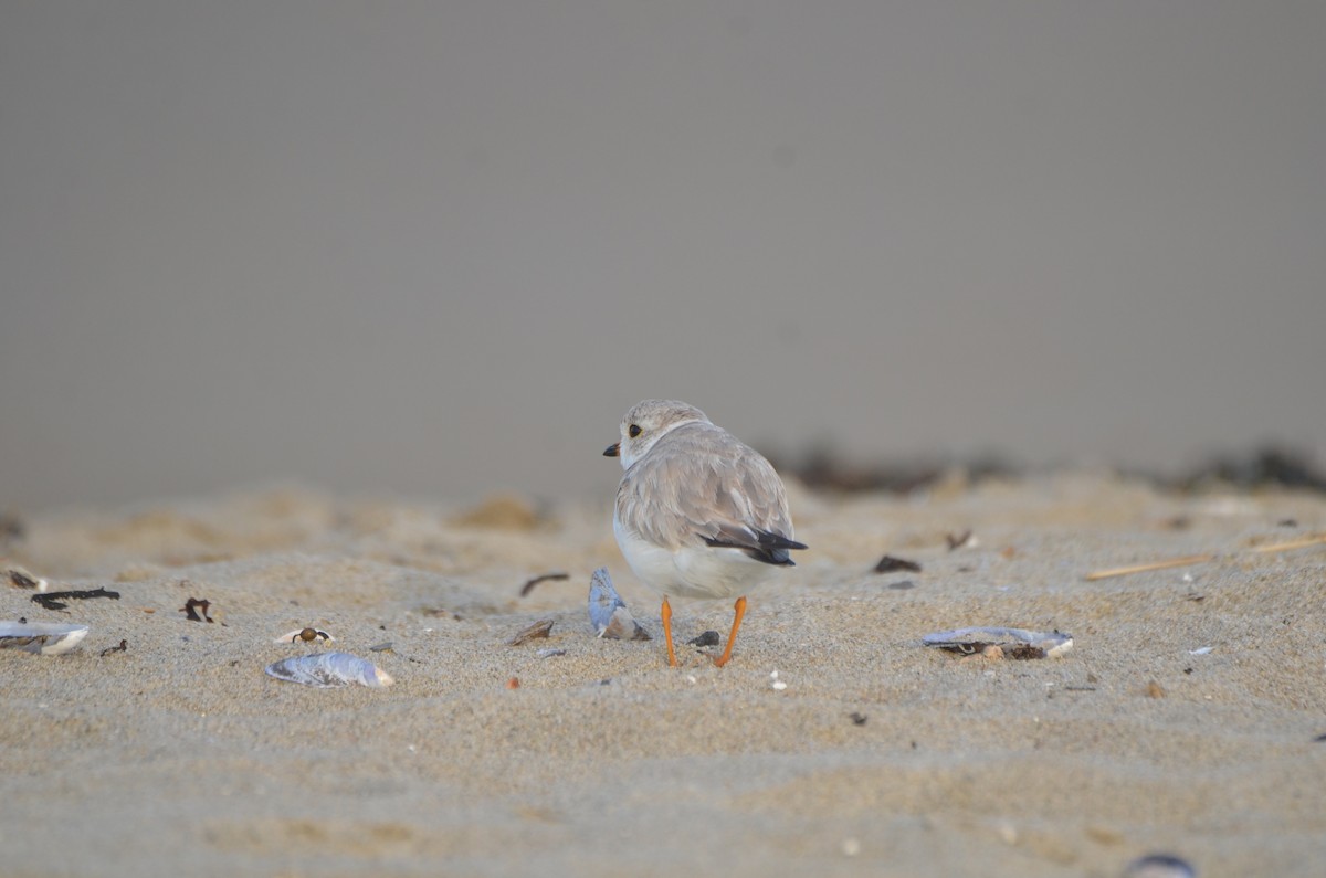 Piping Plover - ML621154392