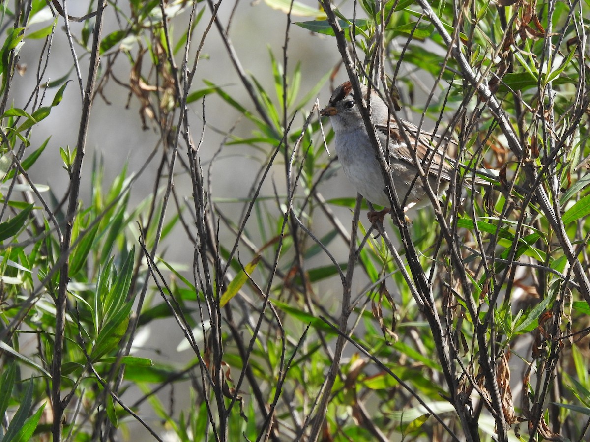 White-crowned Sparrow - ML621154398