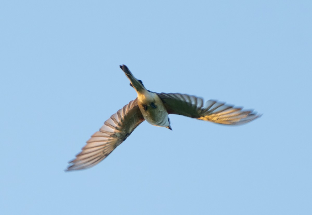 Scissor-tailed Flycatcher - ML621154402
