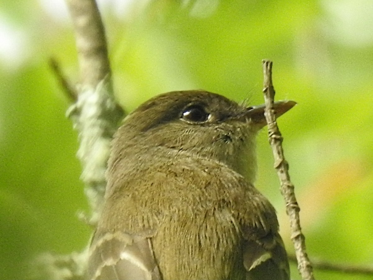 Acadian Flycatcher - ML621154407