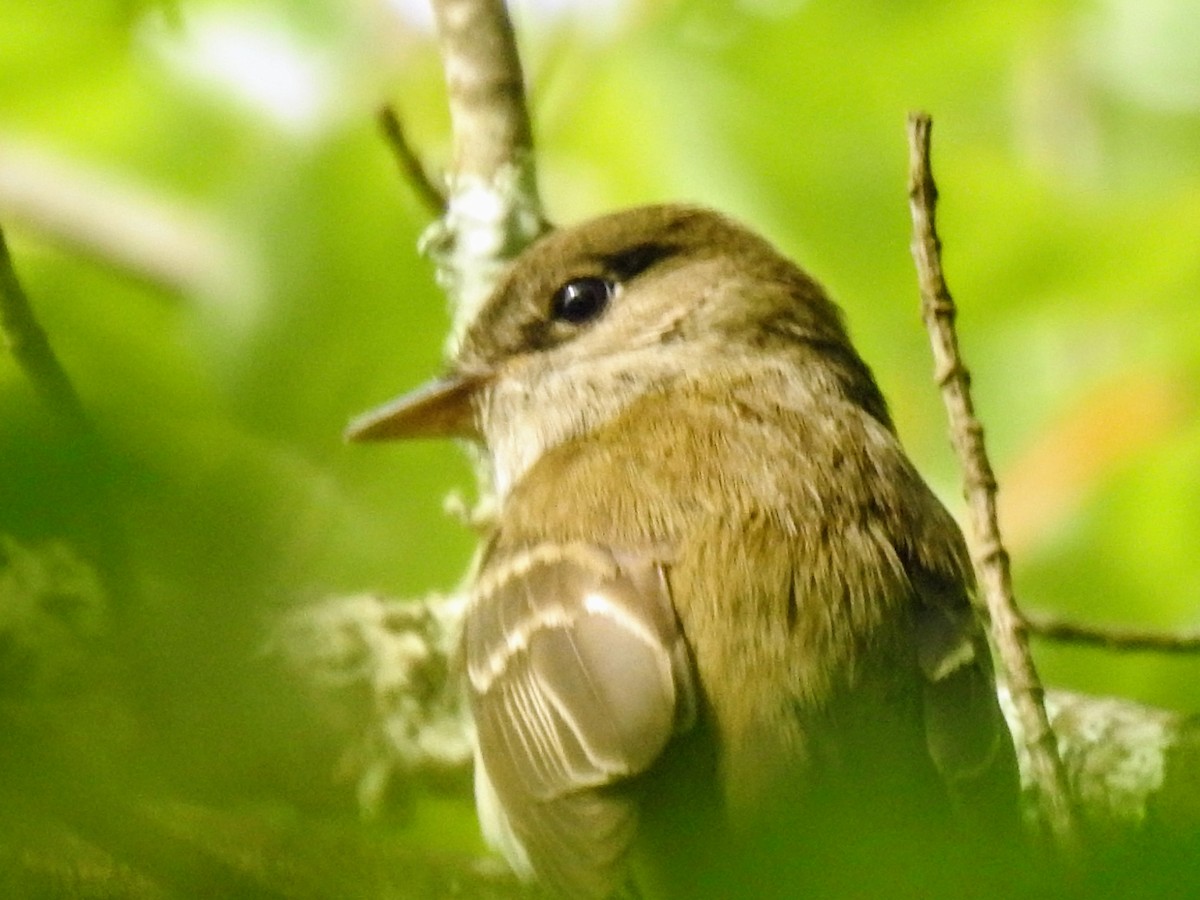 Acadian Flycatcher - ML621154409