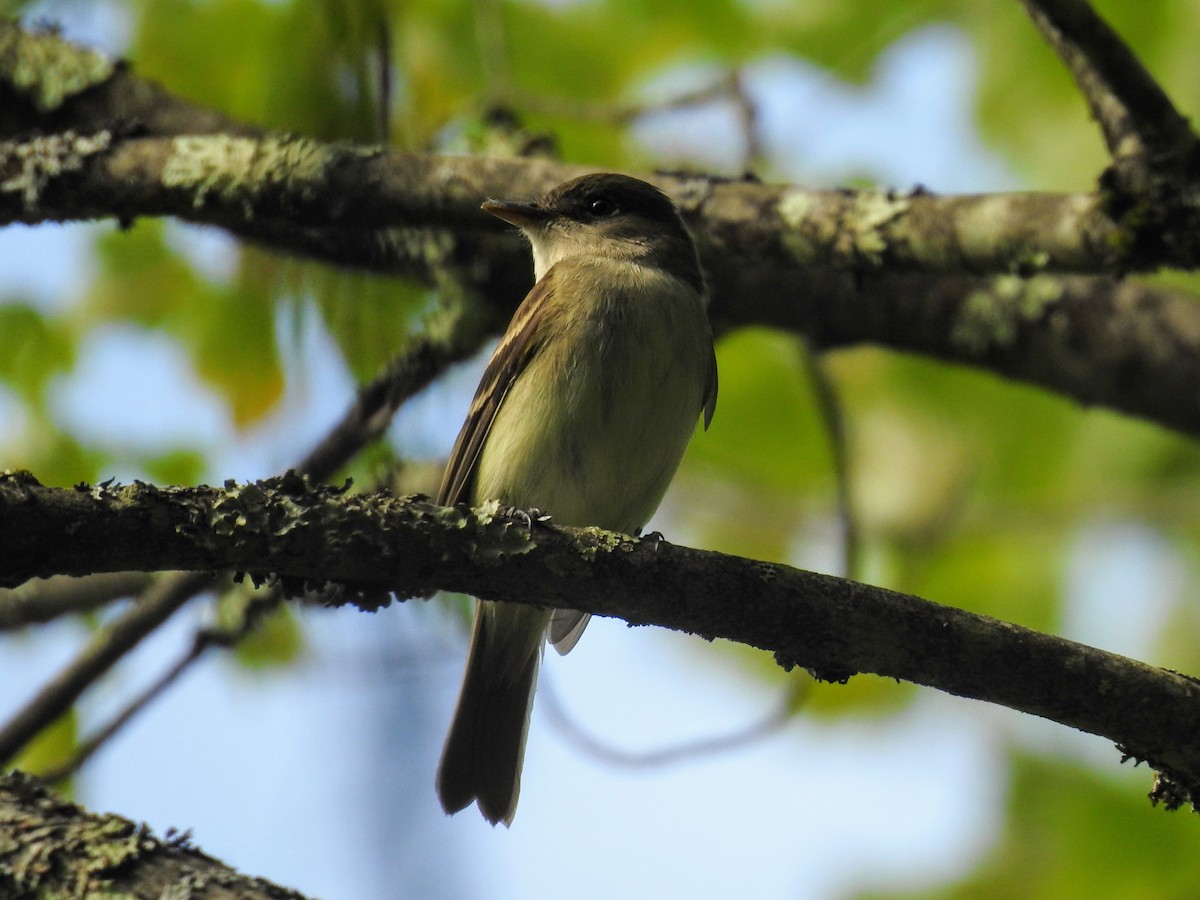 Acadian Flycatcher - ML621154410