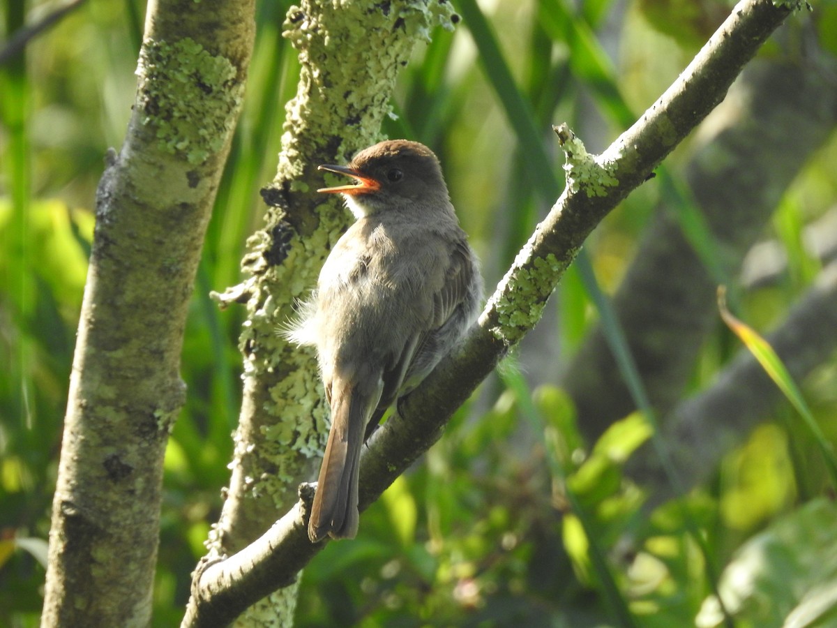 Eastern Phoebe - ML621154436