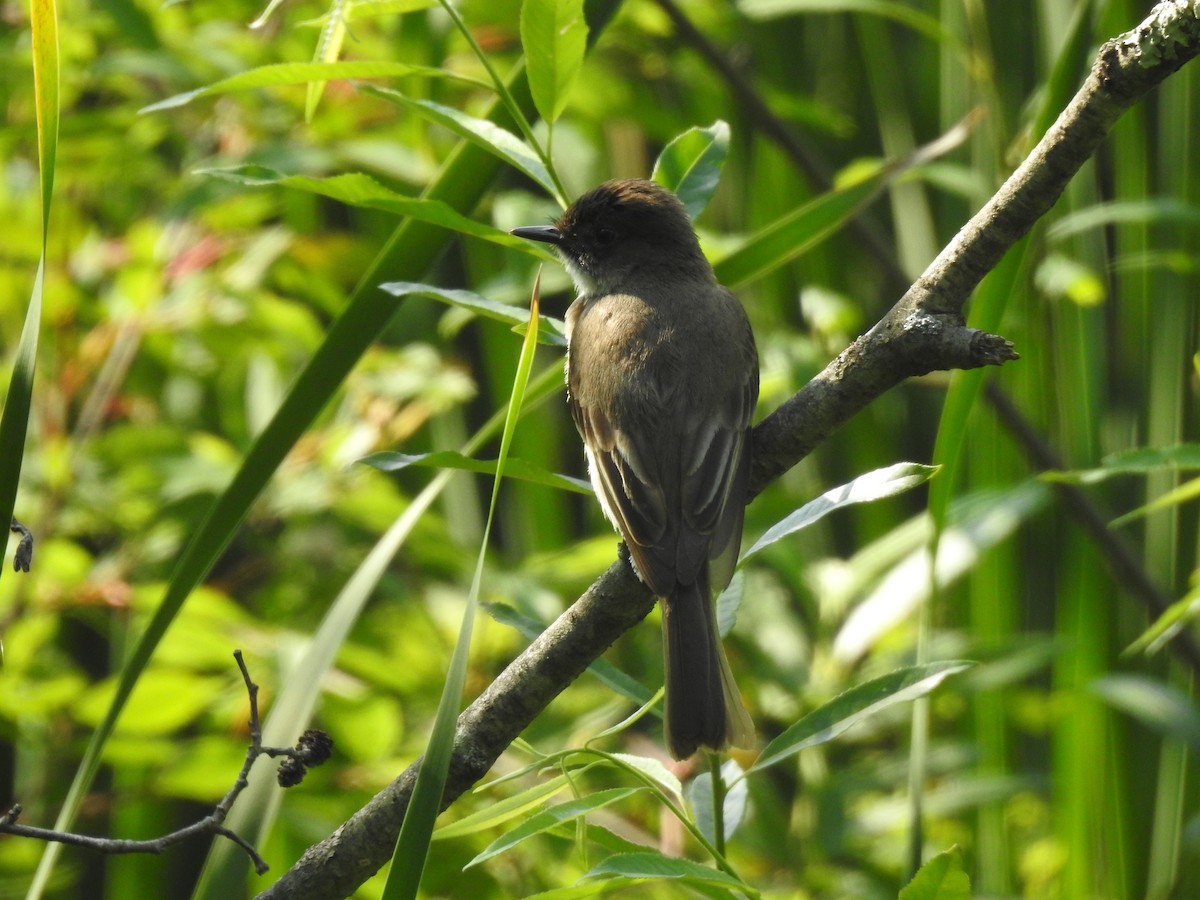 Eastern Phoebe - ML621154437