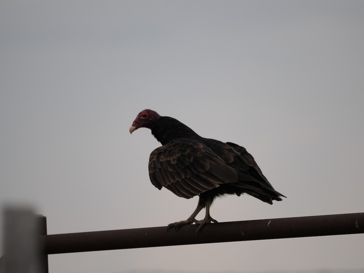 Turkey Vulture - ML621154442