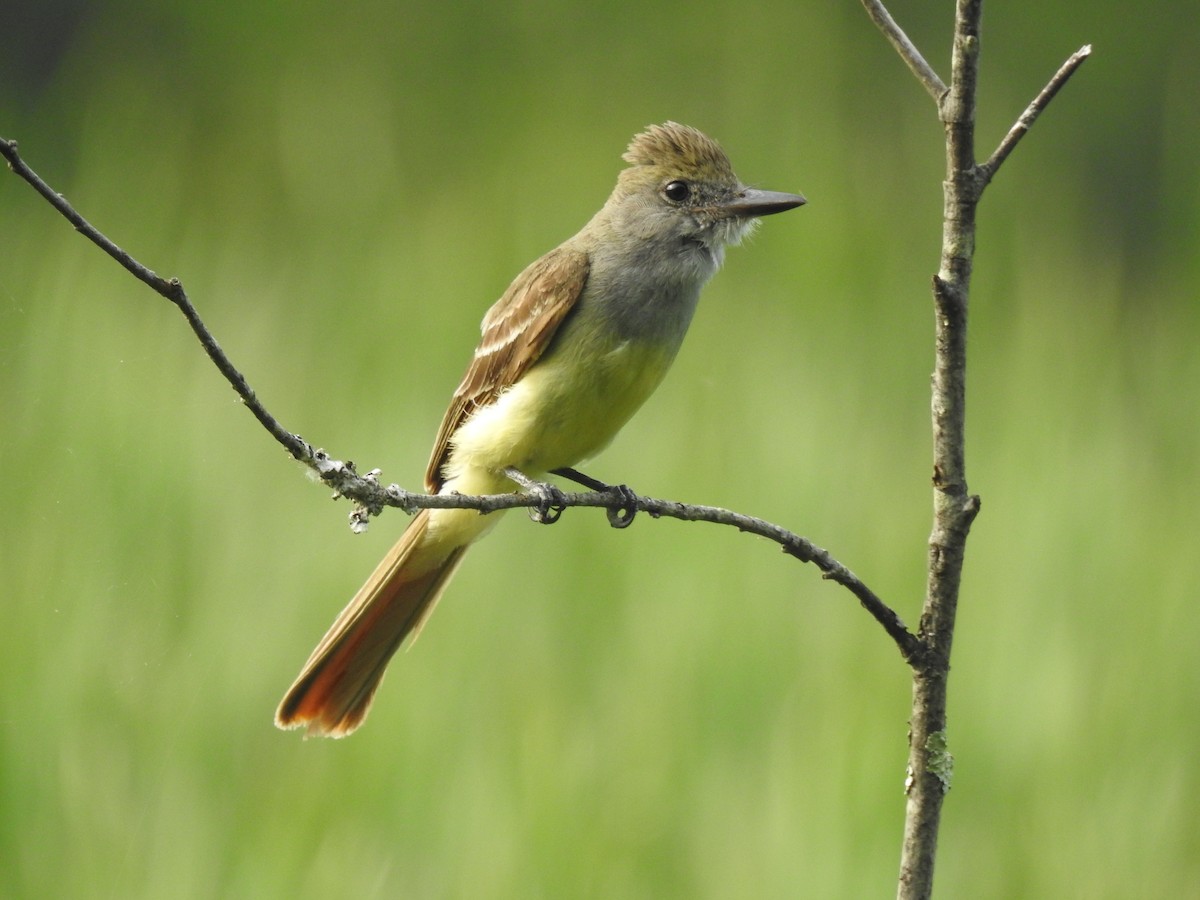 Great Crested Flycatcher - ML621154446