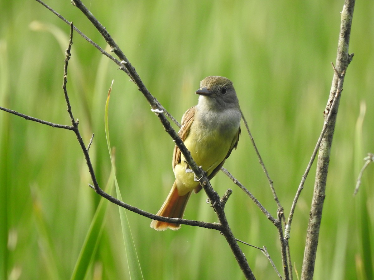 Great Crested Flycatcher - ML621154447