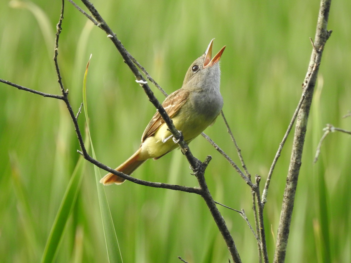 Great Crested Flycatcher - ML621154448