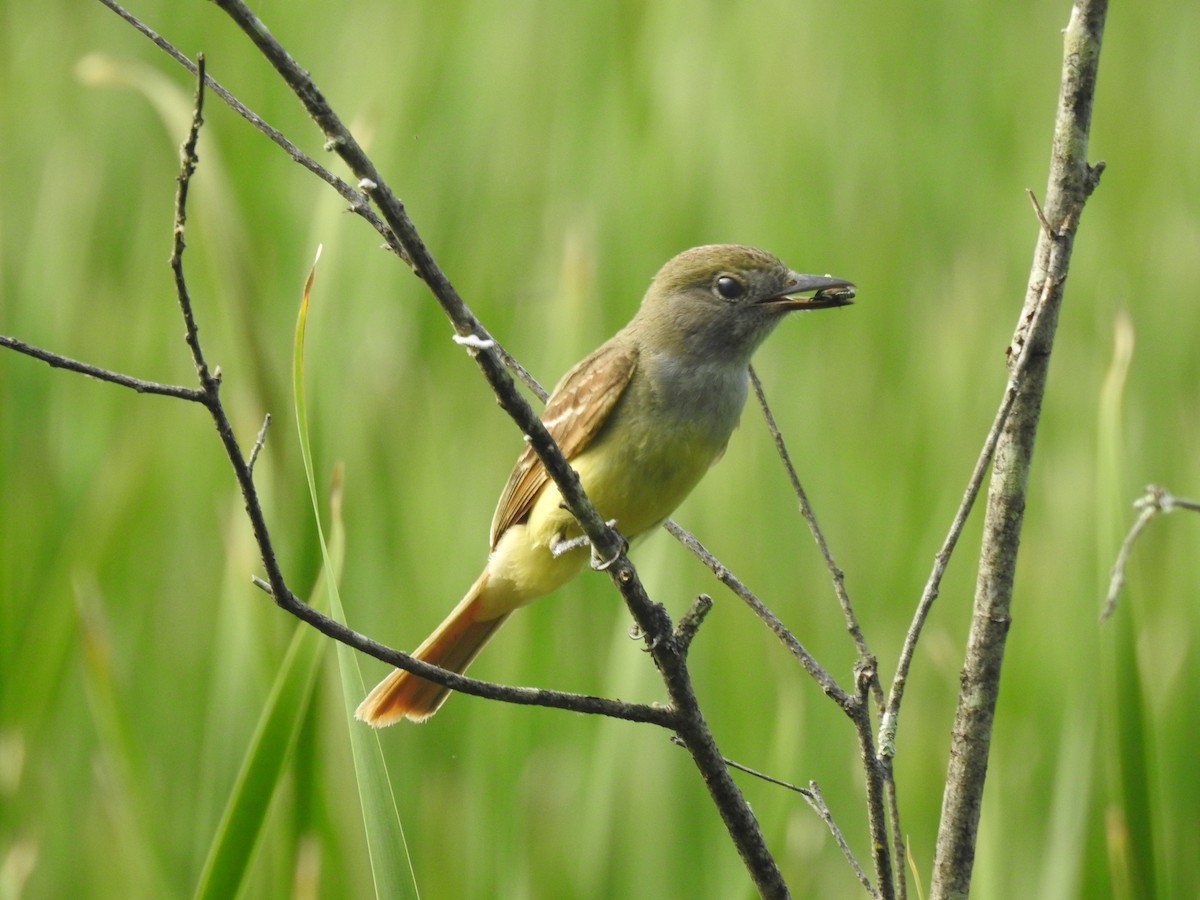Great Crested Flycatcher - ML621154449
