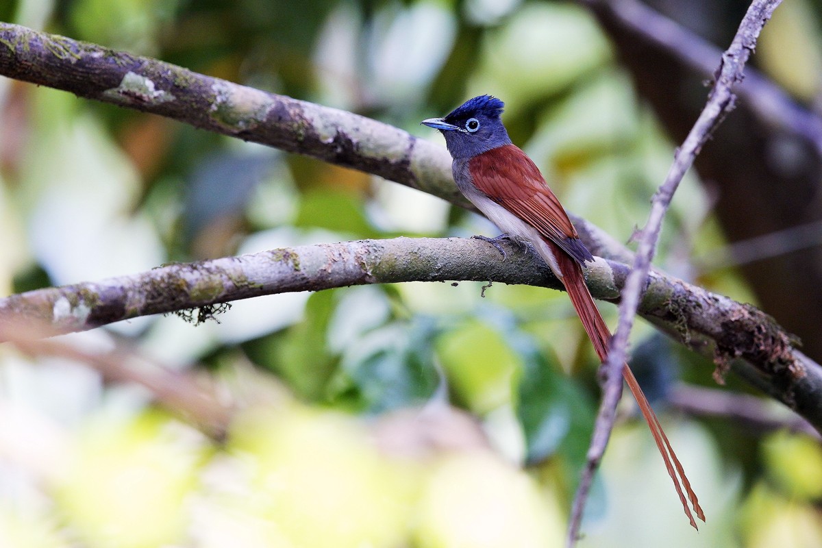 Amur Paradise-Flycatcher - ML621154456