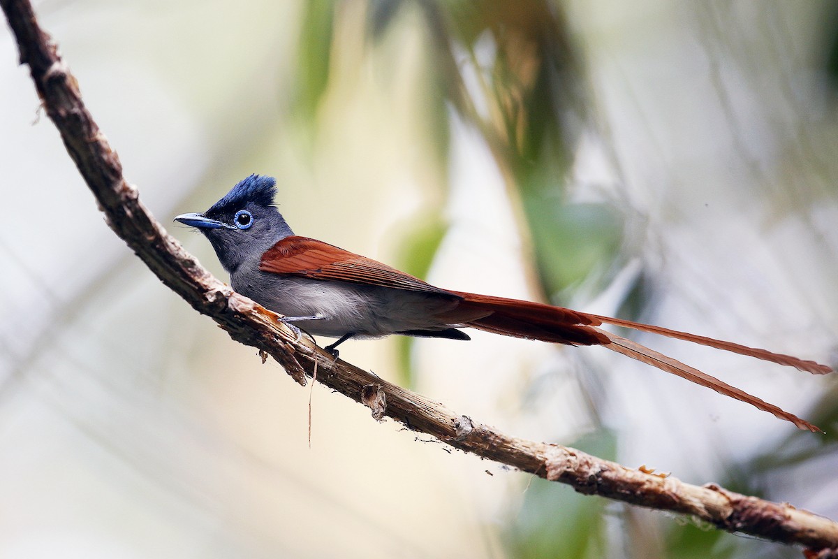 Amur Paradise-Flycatcher - ML621154457