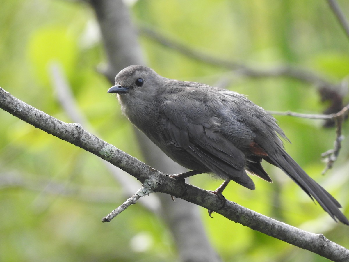 Gray Catbird - ML621154476