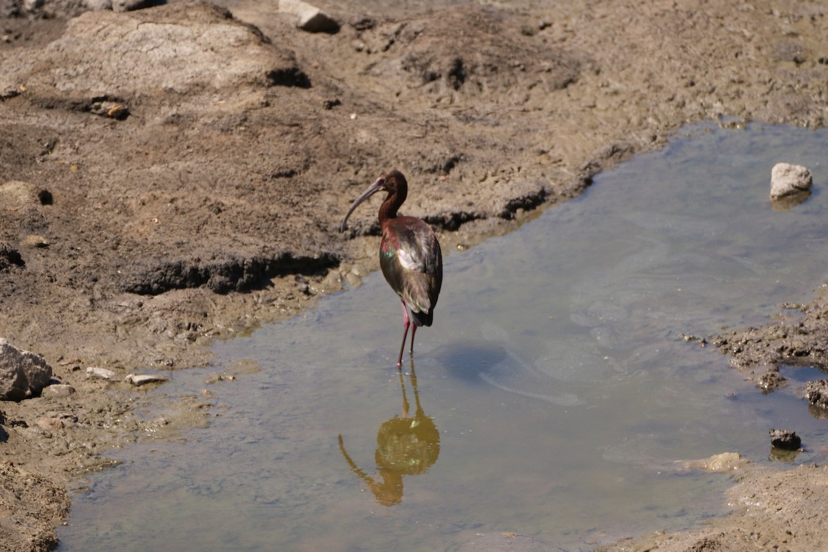 ibis americký - ML621154480