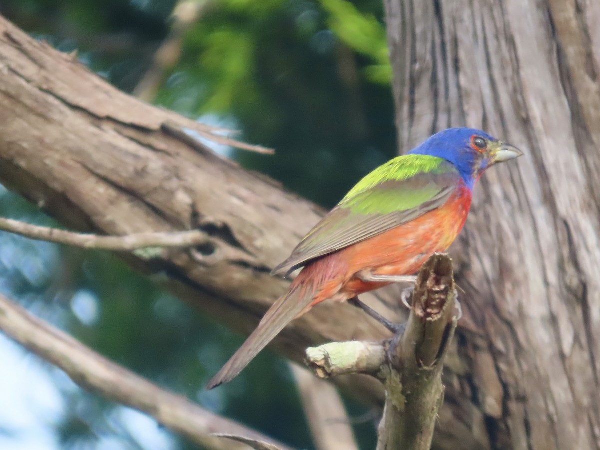 Painted Bunting - ML621154483