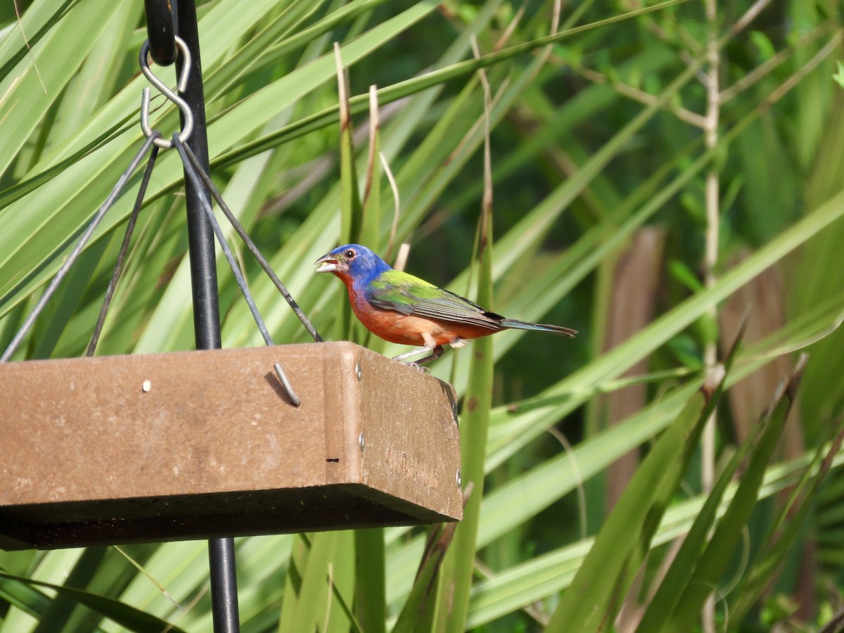 Painted Bunting - Craig Watson