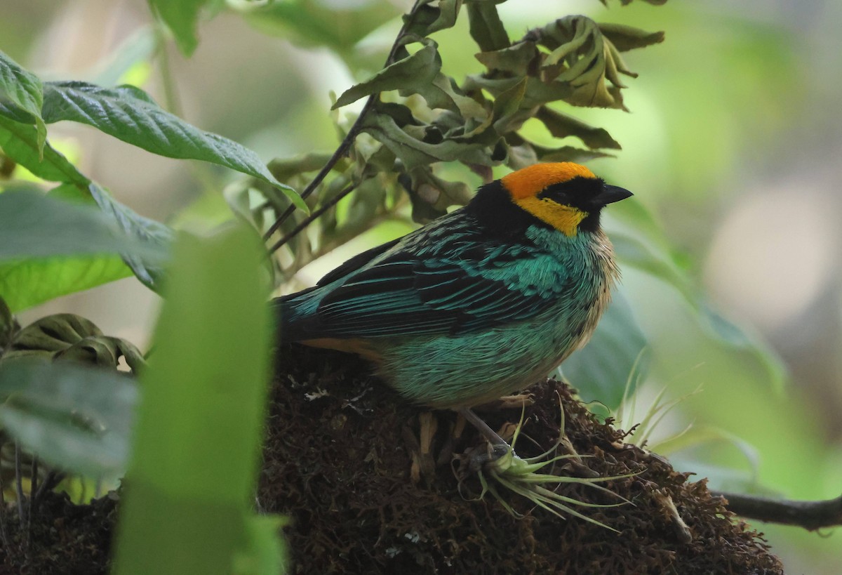 Saffron-crowned Tanager - ML621154522