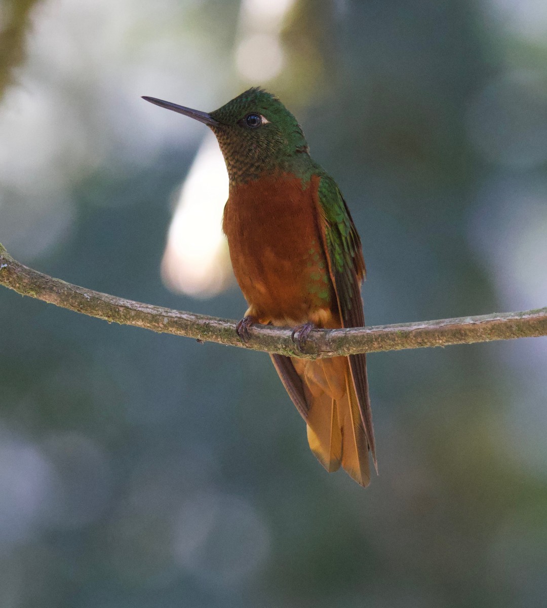 kolibřík peruánský - ML621154528