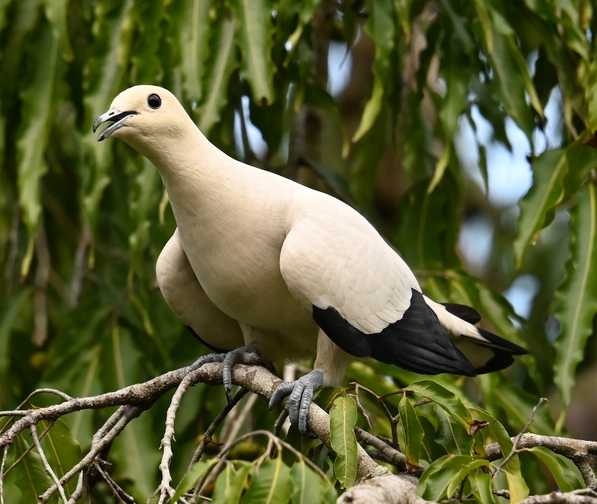 Pied Imperial-Pigeon - ML621154531