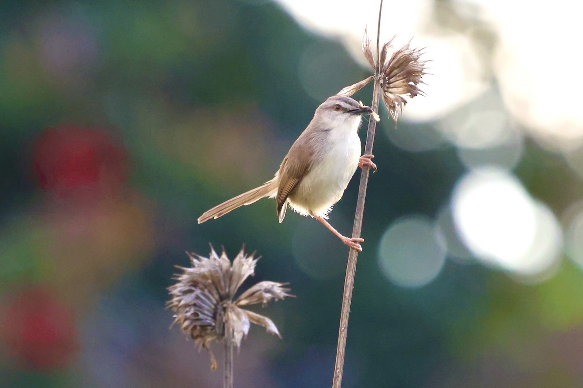 Prinia Modesta - ML621154558