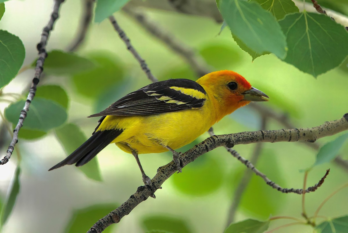 Western Tanager - ML621154615
