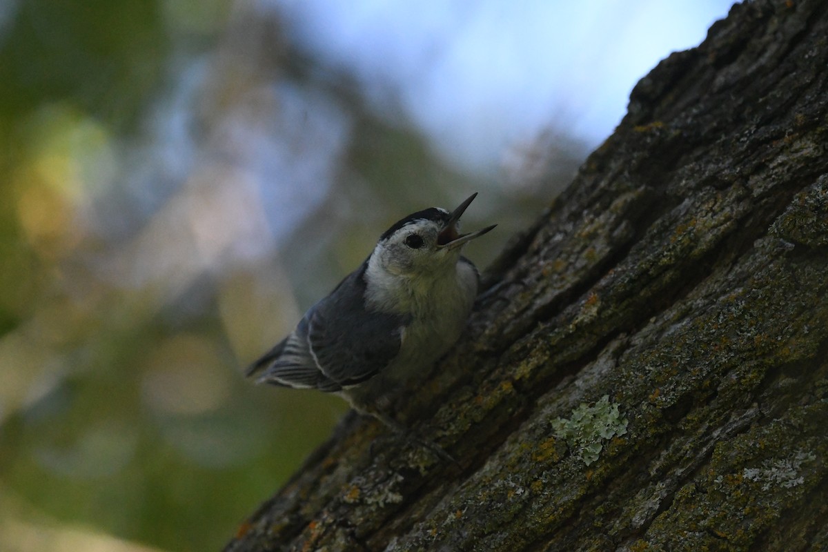 White-breasted Nuthatch (Pacific) - ML621154650