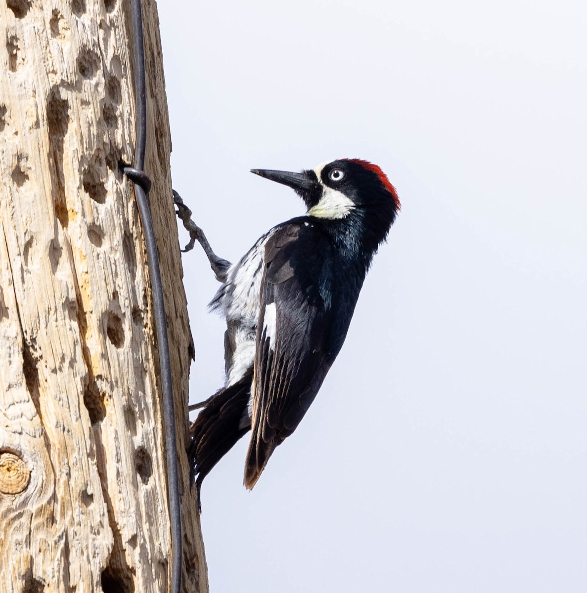Acorn Woodpecker - ML621154664