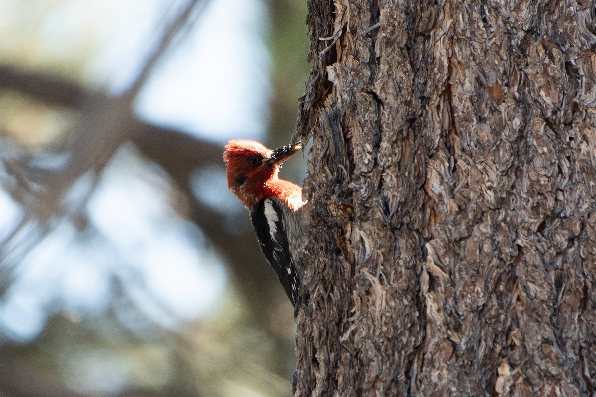 Red-breasted Sapsucker - ML621154666