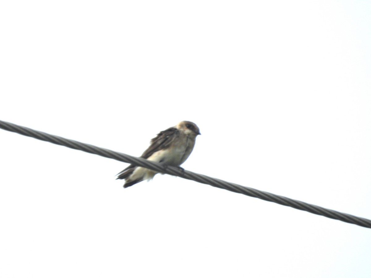 Cave Swallow - ML621154671