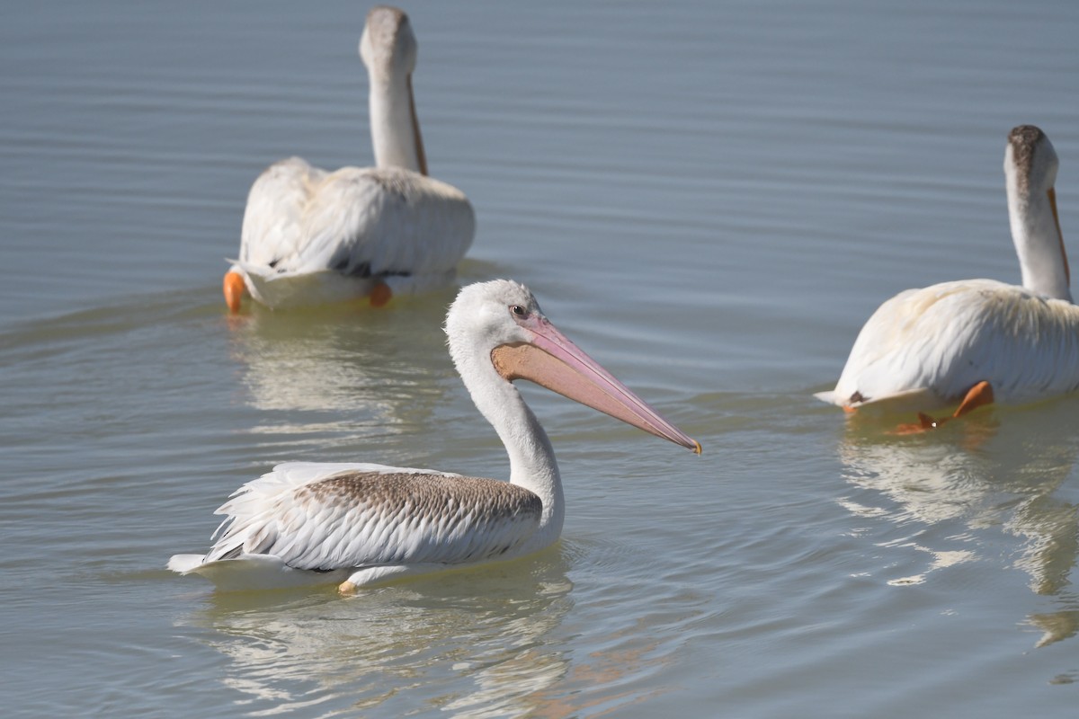 pelikán severoamerický - ML621154736
