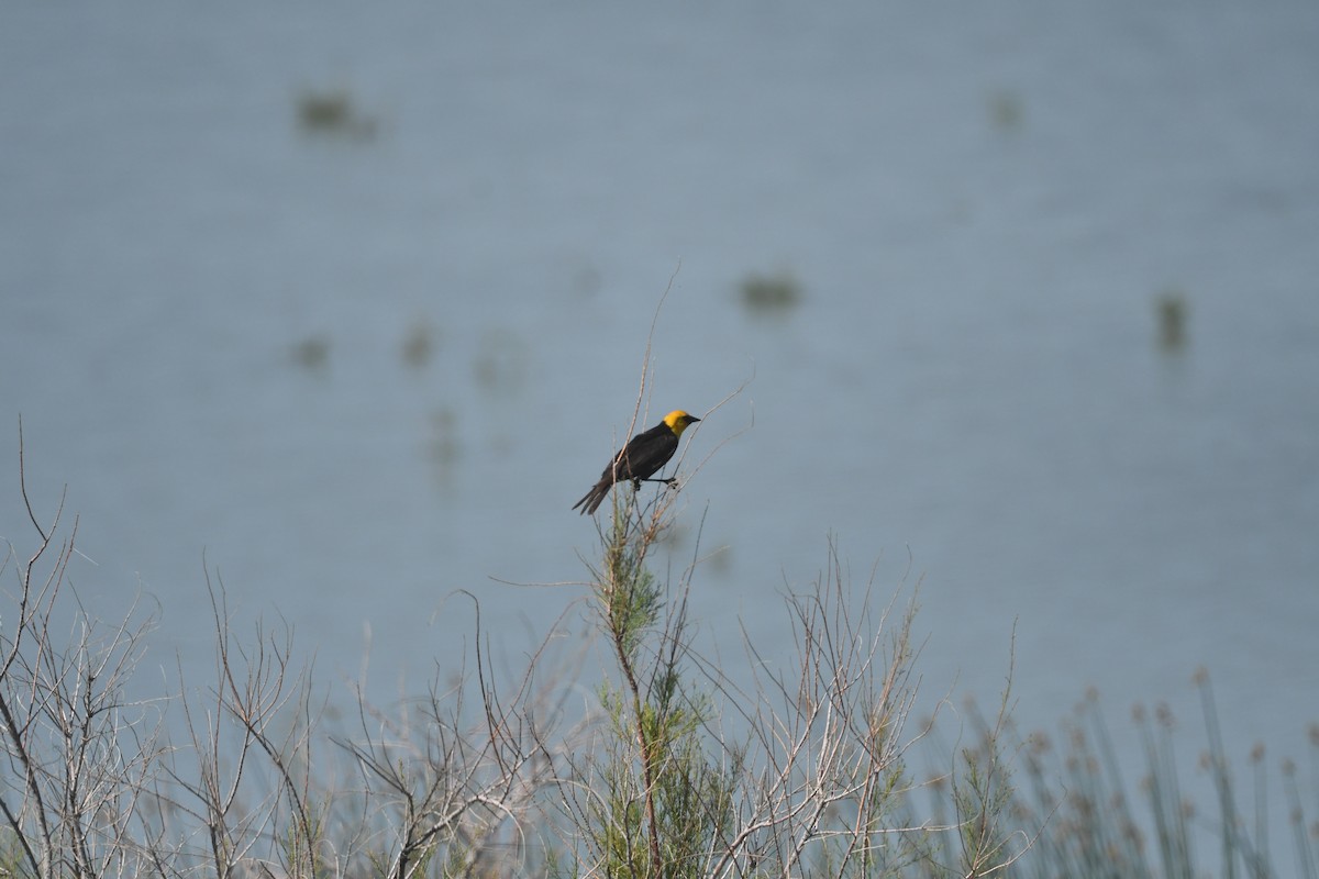 Yellow-headed Blackbird - ML621154751