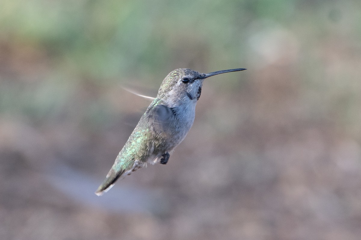 Costa's Hummingbird - ML621154790