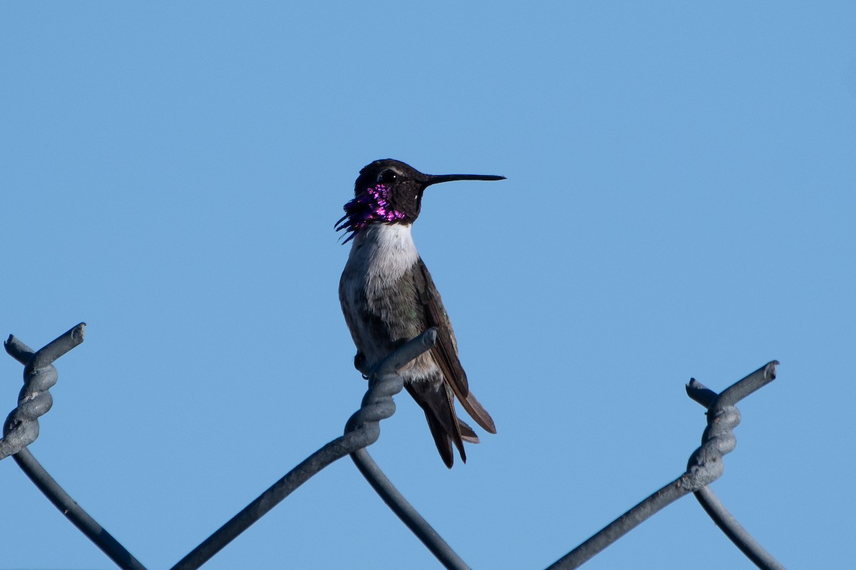 Costa's Hummingbird - ML621154797