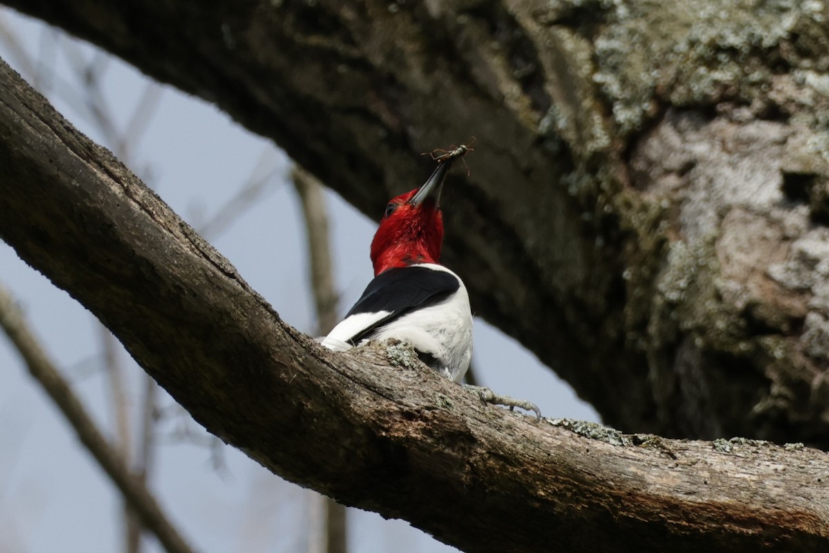 Red-headed Woodpecker - ML621154807