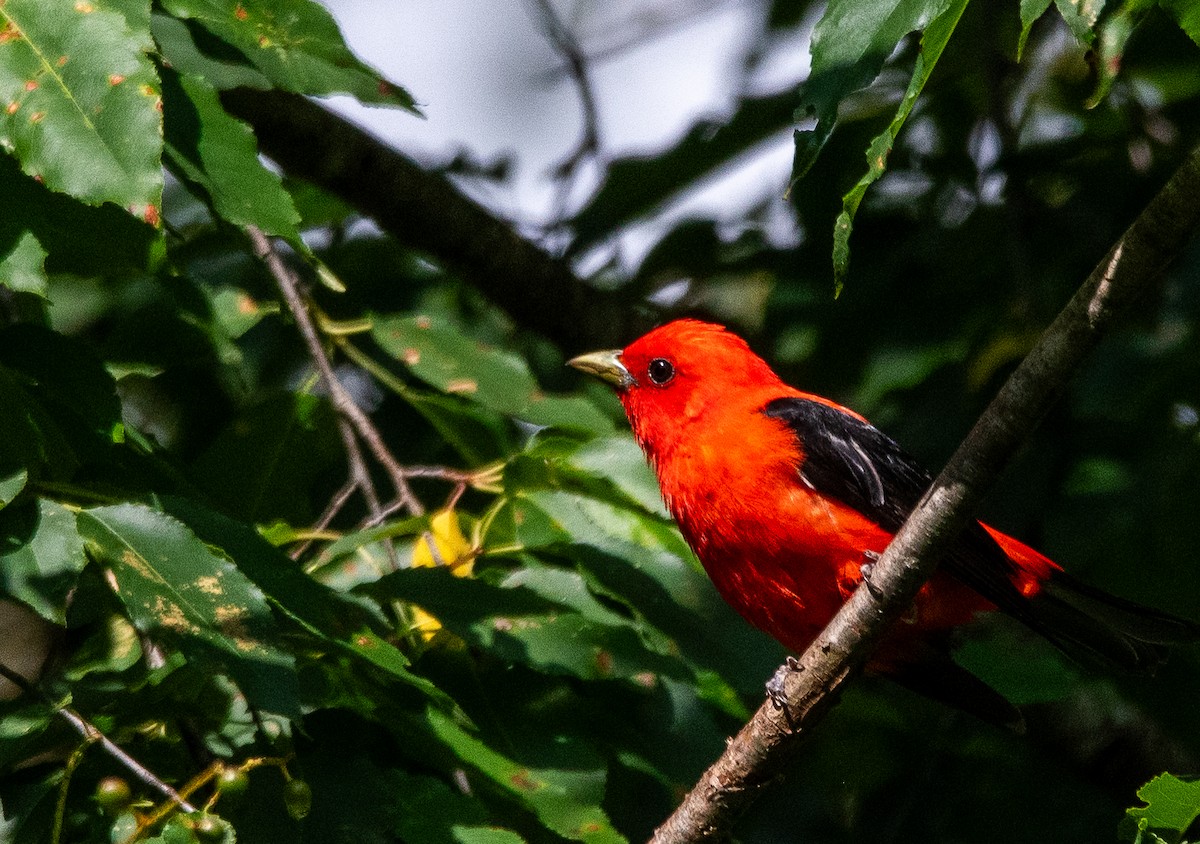 Scarlet Tanager - ML621154811