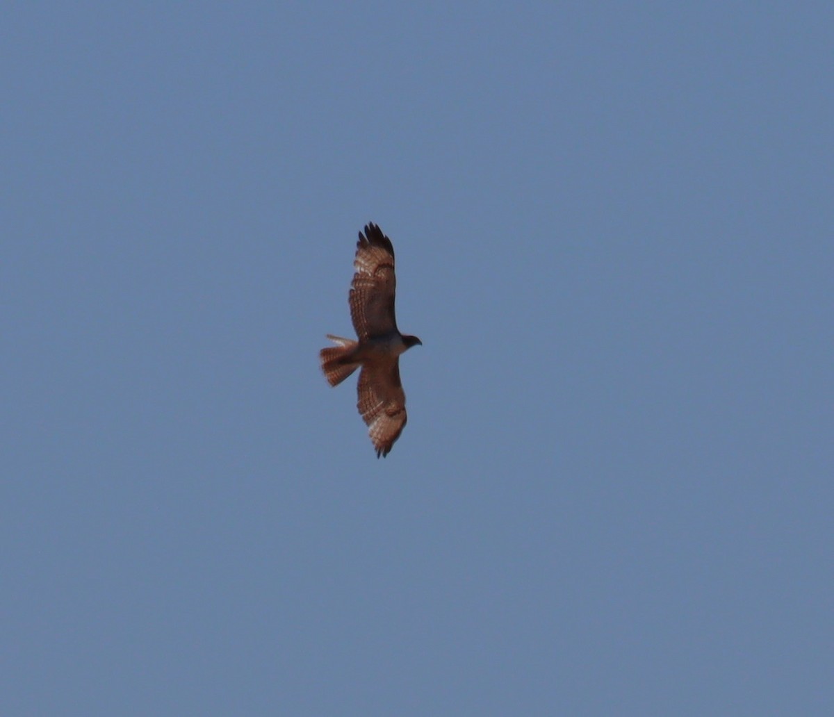 Red-tailed Hawk - ML621154841