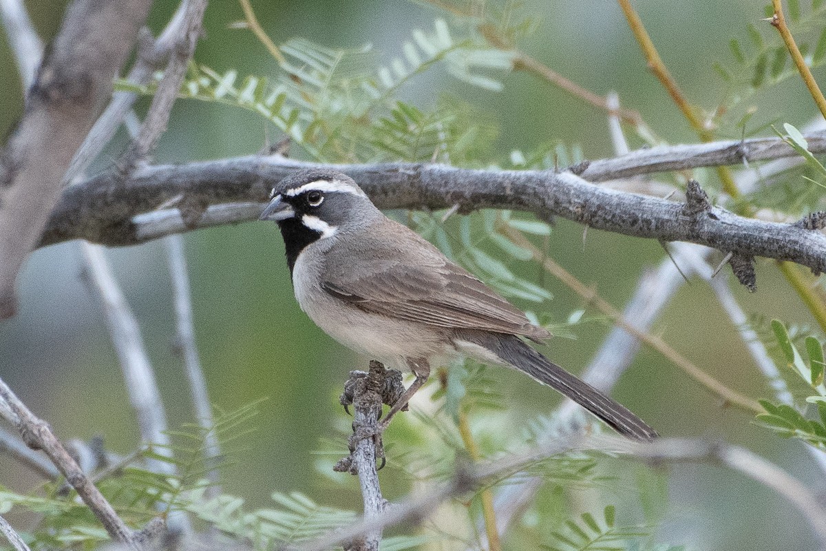 Black-throated Sparrow - ML621154847