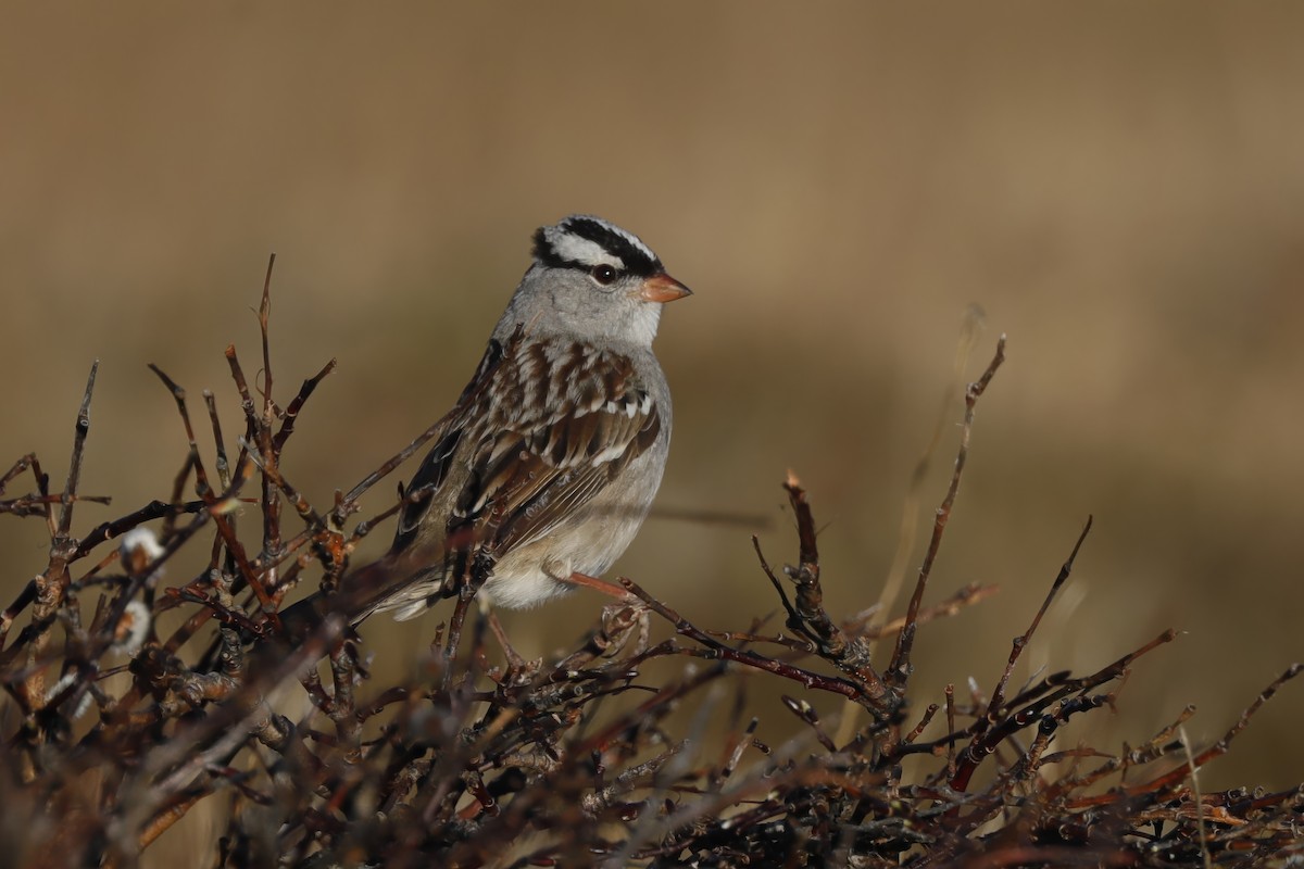 White-crowned Sparrow - ML621154885