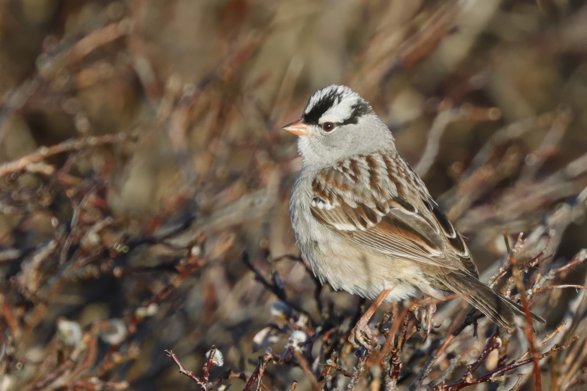 White-crowned Sparrow - ML621154886