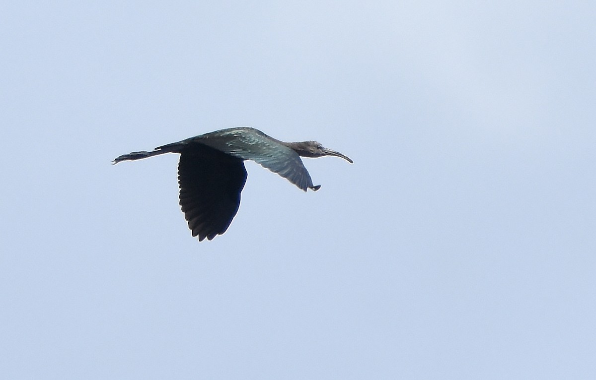 ibis hnědý/americký - ML621154890