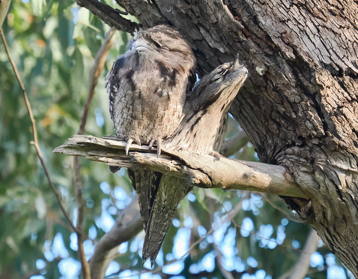 Tawny Frogmouth - Ken Glasson