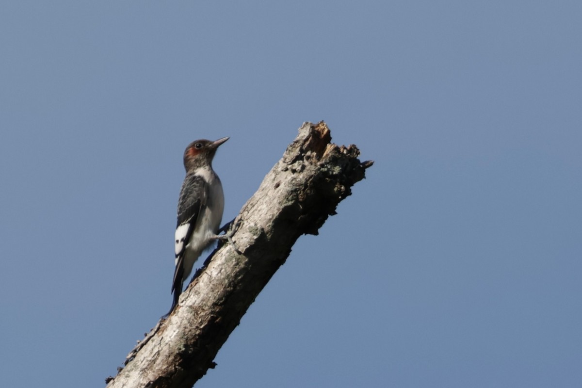 Red-headed Woodpecker - ML621154922