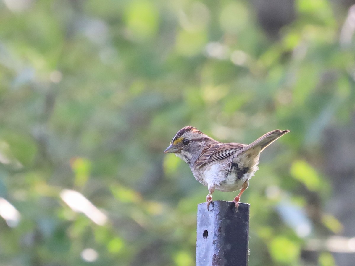 White-throated Sparrow - ML621154926