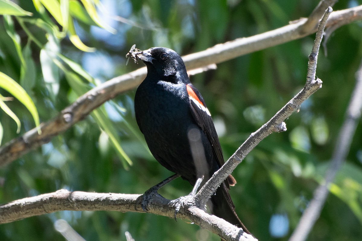 Tricolored Blackbird - ML621154932